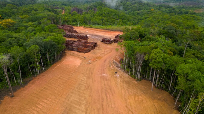 The yard is located in a clearing surrounded by dense forest. 