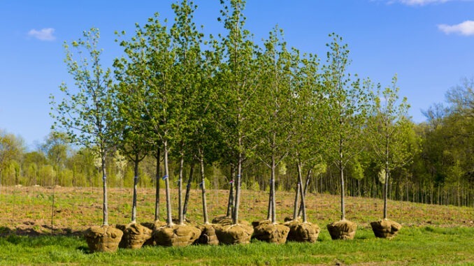 trees ready to be planted