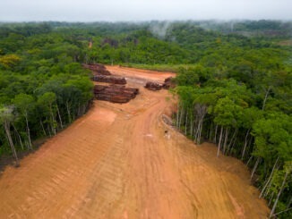 The yard is located in a clearing surrounded by dense forest.