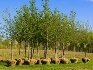 trees ready to be planted